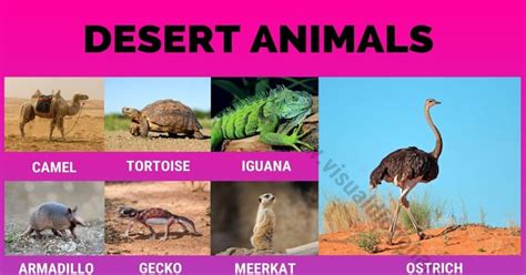 Desert Animals: 38 Wonderful Animals that Live in Desert …