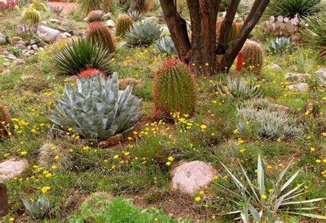 Desert Gardening For Beginners – Desert Gardening 101