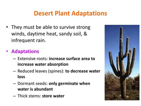 Desert Plant Adaptations