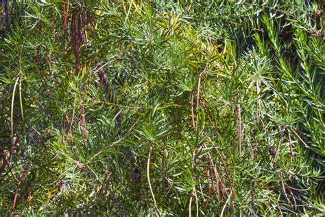 Desert Willow Tree- Pros and Cons.