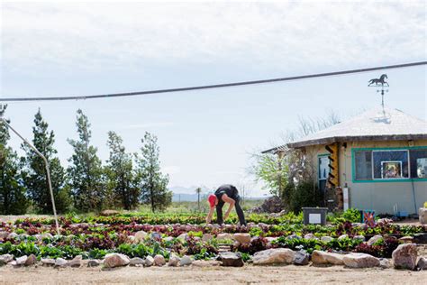 Desert aquaponics farm delivers bounty to Las …