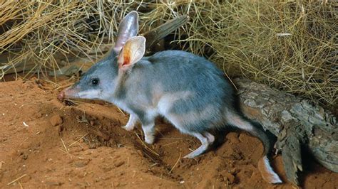 Desert bandicoot - Encyclopedia of Life