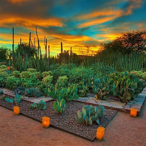 Desert botanical phoenix. June 1, 8, 15, 22, 29, July 13, 20, 27, Aug. 3, 10, 17, 24, 31 and Sept. 7. Escape the heat and explore the Garden after dark with family and friends! Discover the Garden’s five thematic trails, encounter desert creatures, and immerse yourself in the captivating nighttime ambiance with cool drinks and treats. 