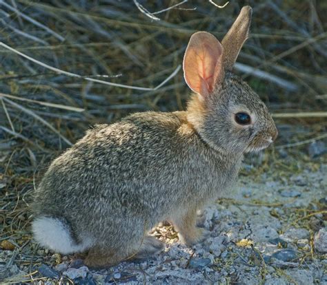 Desert cottontail - Wikipedia