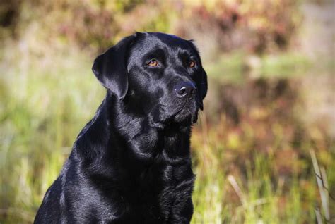 Labrador Rescuers has been dedicated to the noble cau