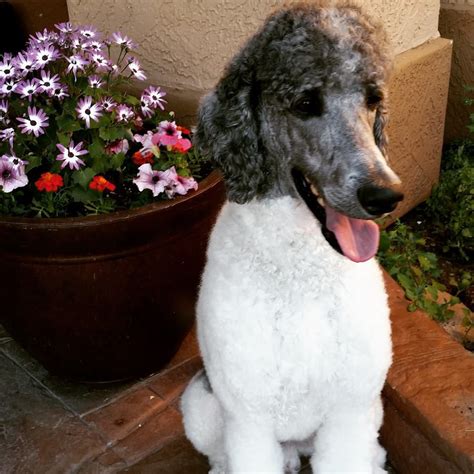 Trooper is a black and white standard poodle stud in our program. top of page. Home. Poodles For Sale. ... Desert Oasis Standard & Moyen Poodles . In Gilbert, Arizona 