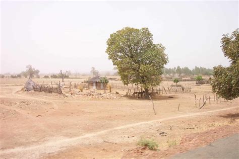 Desertification Rooting out the Problem Using Trees