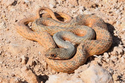 Desertsnake Onlyfans Leak