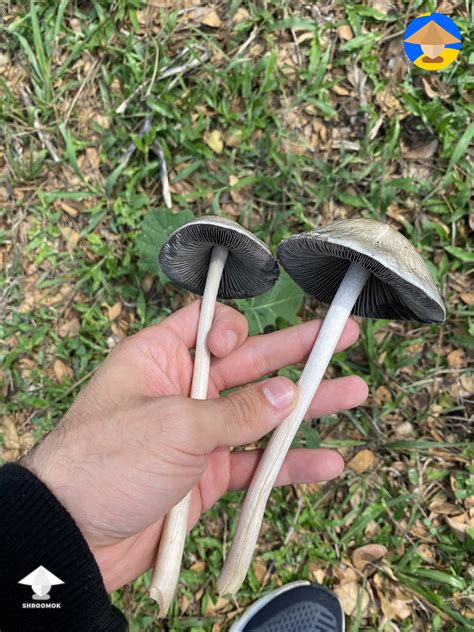 Desi.Shroom Leaks PORN 🔥 174 Photos