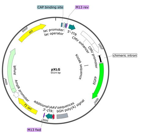 Design and Development of a Plasmid Vector for Protein …