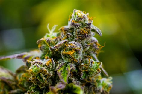 Designer Weed Strains: The Future Of Cannabis?