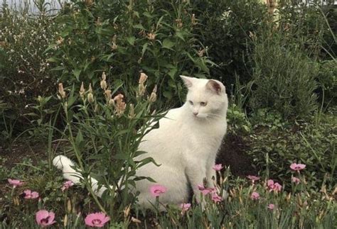 Desireedaviis Onlyfans Leak [PPV] 116 Pics