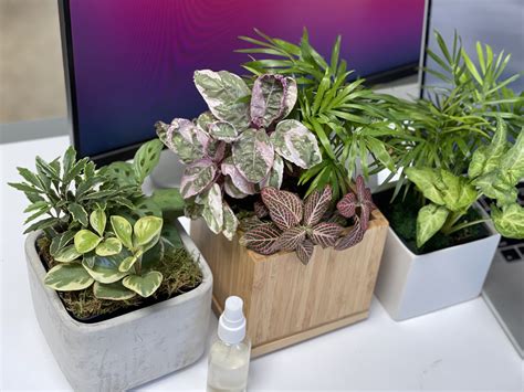 Desk Plants That Do Not Need Sunlight Home Office Plants