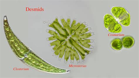 Desmides - Desmids are unicellular micro-organisms belonging to the green algal families of Mesotaeniaceae and Desmidiaceae. They occur in standing freshwaters. Although among the microbes ranking as real giants, with the unaided eye even the largest representatives are hardly to be seen. So, for studying them a microscope is indispensable.