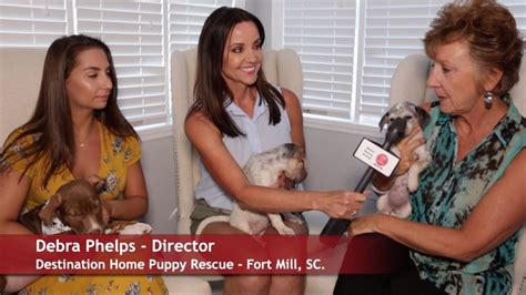 Destination home puppy rescue. Things To Know About Destination home puppy rescue. 