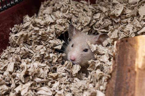 Destroying rat burrows. These pests can create burrows anywhere from one-foot to six-feet deep. The nests often have one main entrance and a couple of other entrances that are more … 