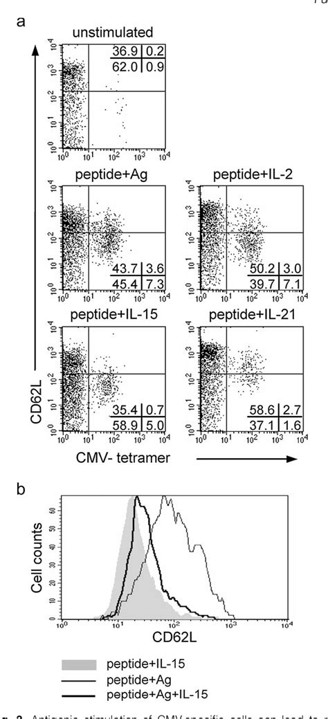 Detailed Analysis of IFNg Response Upon Activation Permits E