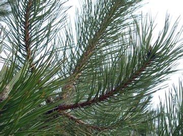 Details About Pine Needles - Nature ScienceBriefss.com