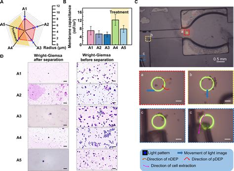 Detection and isolation of free cancer cells from ascites and ...