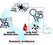 Detection of prostate-specific antigen in semen using DNA …