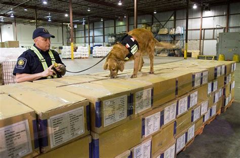 Detector dogs could help sniff out more fentanyl, firearms at border, review suggests