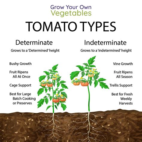 Determinate vs indeterminate. The difference in determinate tomatoes vs indeterminate tomatoes is not flavor, color, or size. It’s about growth habit. Determinates are sometimes referred to as “bush tomatoes.”. Indeterminates are often called “vining tomatoes.”. But there’s more to it than the shape a tomato plant grows into. The difference … 