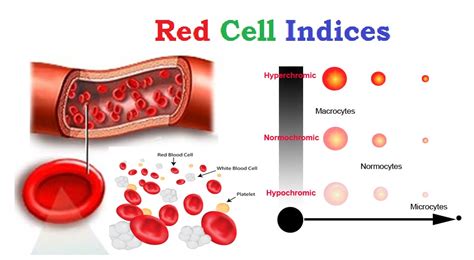 Determination of red cell Indices importance in …