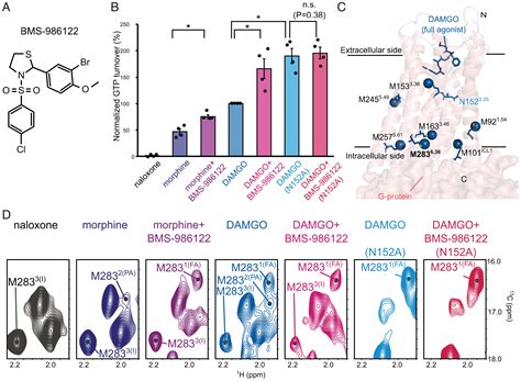 Determination of the structural requirements of μ-Opioid receptor ...