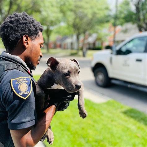 Detroit animal control. A report submitted to the Michigan Department of Agriculture shows Detroit Animal Control collected 3,869 dogs in 2013, and returned 157 of them to their owners. Another 2,258 cats were collected ... 