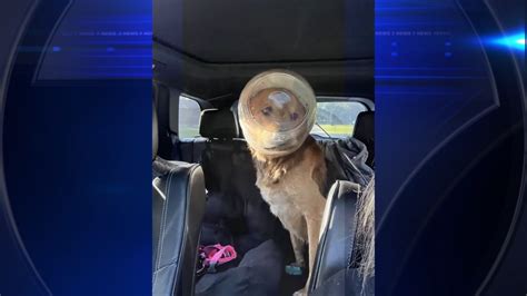Detroit dog rescued after 3 days with cheese puff container stuck on head