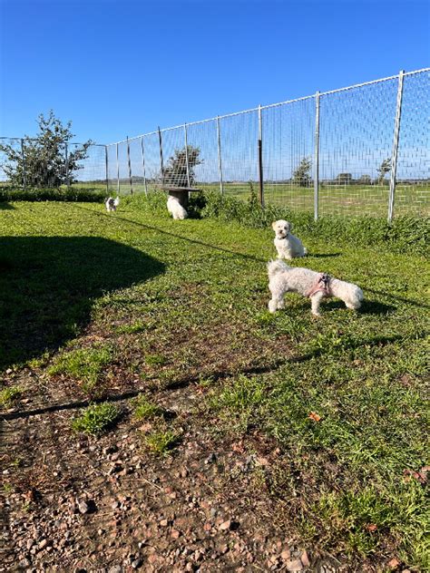 Detta gänget tog det mer lugnt i solen🐶 - Millas Hundservice