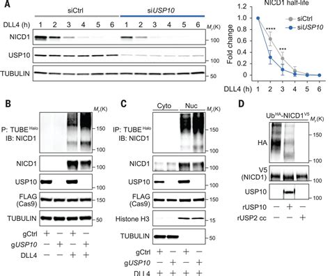 Deubiquitinase USP10 regulates Notch signaling in the endothelium