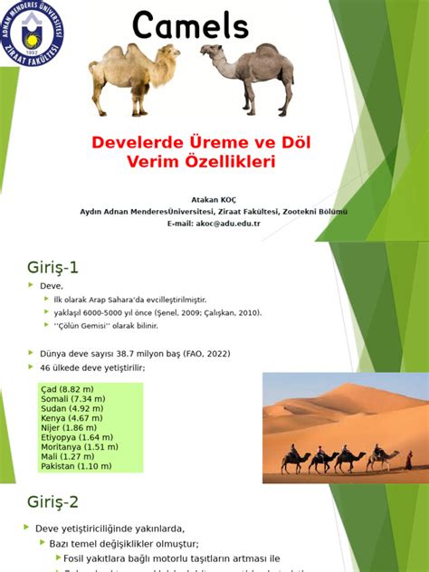 codini.rgarabwor.edu.pl. 