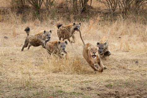Development Of Animal Behaviour