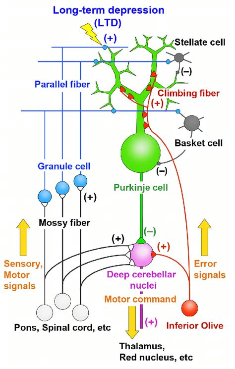 Development Of Neural Circuitry