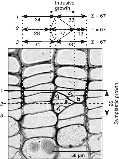 Development and cellular organization of Pinus sylvesfris …