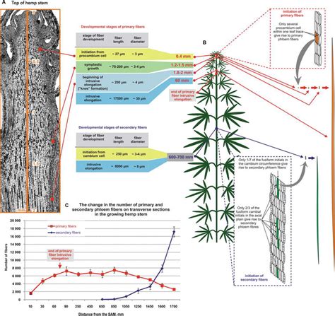 Development of Hemp Fibers: The Key Components of Hemp …