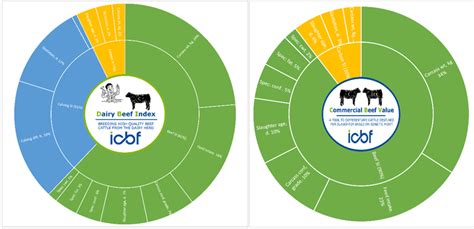 Development of a low-cost outdoor dairy-bred beef system