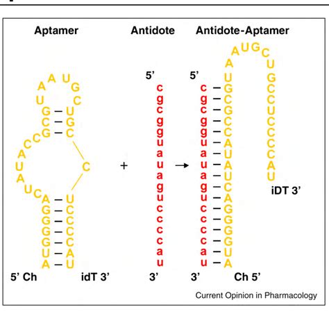 Development of aptamer therapeutics - PubMed