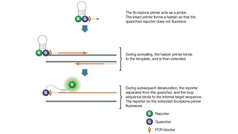 Development of primer sets for multiplex and qPCR assays