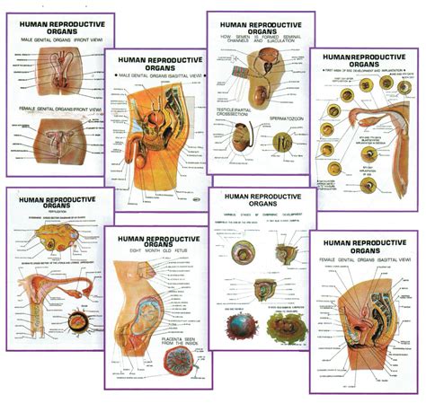 Development of the Male and Female Reproductive Systems Anatomy and