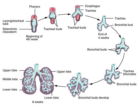 Development of the Respiratory System Terminal Sac TeachMeSurgery
