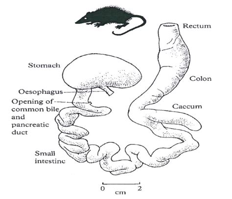 Development of the digestive system in the north american opossum didelphis virginiana. - The city guilds textbook level 2 vrq diploma in beauty therapy includes nail technology vocational.