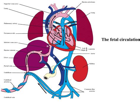 Development of the heart and the fetal circulation Obgyn Key