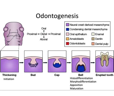 Developmental Odontogenic Lesions Associated with the Crown