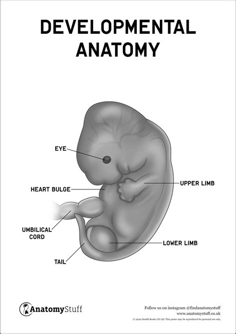 Developmental anatomy definition of ... - Medical Dictionary