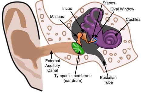 Developmental morphology of the middle ear - PubMed