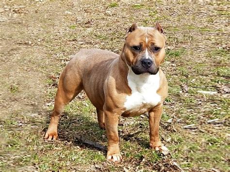Devil's den kennels. Mayflower. PIT Bull - Female - Mayflower Mayflower May Flower full sister to Rudy old family red nose at its best MAYFLOWER DEVILSDEN OWNER: DEVILSDEN KENNELS SEX: FEMALE COLOR: BUCKSKIN CHAINWEIGHT: 50 BIRTHDATE: 2019-07-01 ENTERED BY: DevilsDen POSTED: 2020-03-09 LAST MODIFIED: 2020-03-09 PEDIGREE HAS BEEN SEEN: 68 TIMES 4 GENERATION PEDIGREE First Second Third Fourth (Sire) CROSS' MOJO OF… 