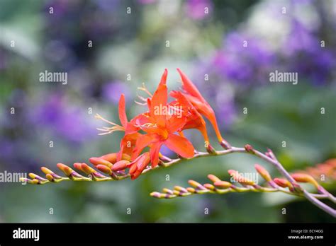 Devil_Flowers Leaked XXX 😈