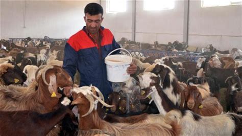 Devlet destekli keçi yetiştiriciliği